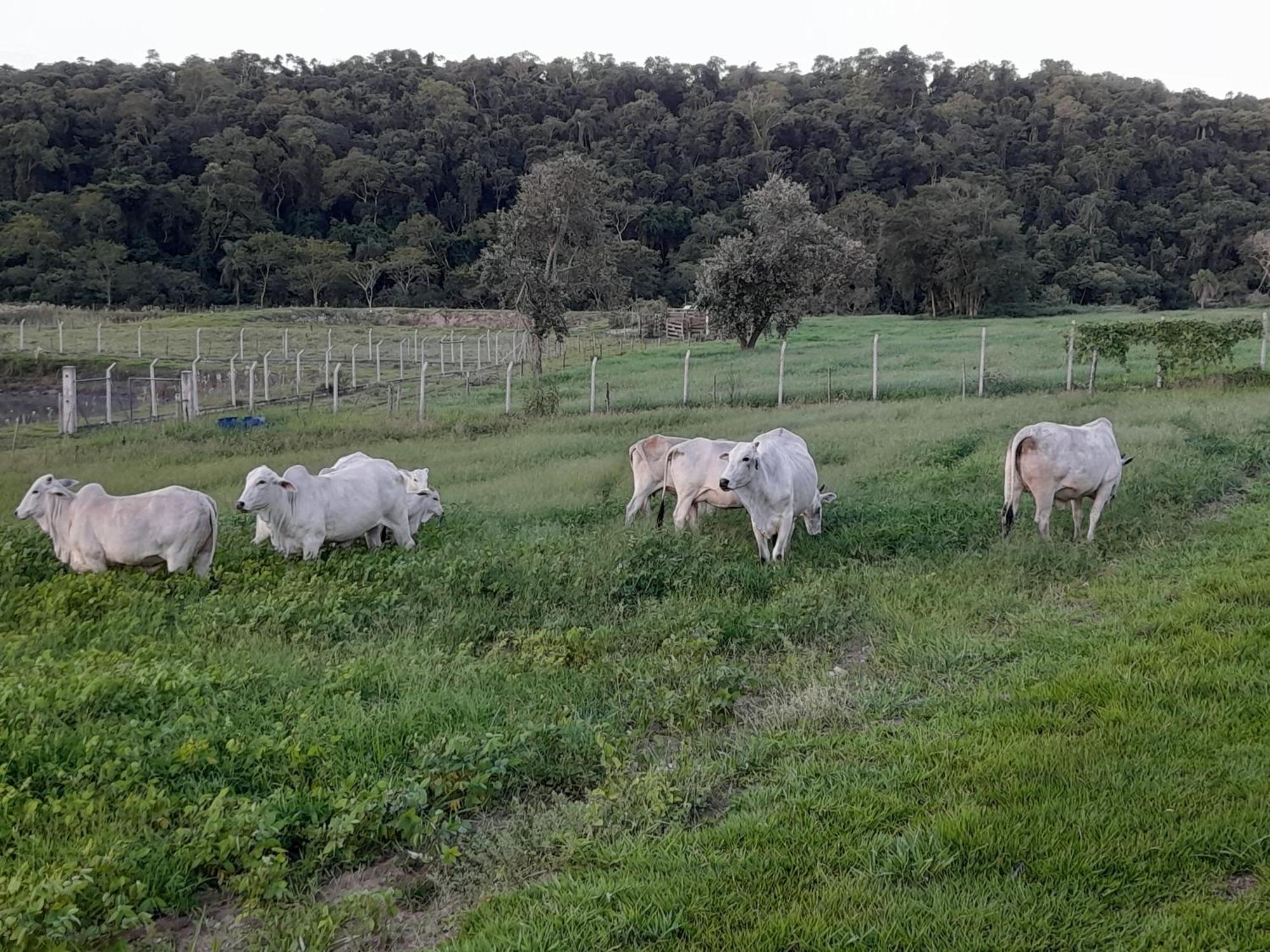 Hotel Fazenda Recanto Do Monte Alegre Piraju Zewnętrze zdjęcie