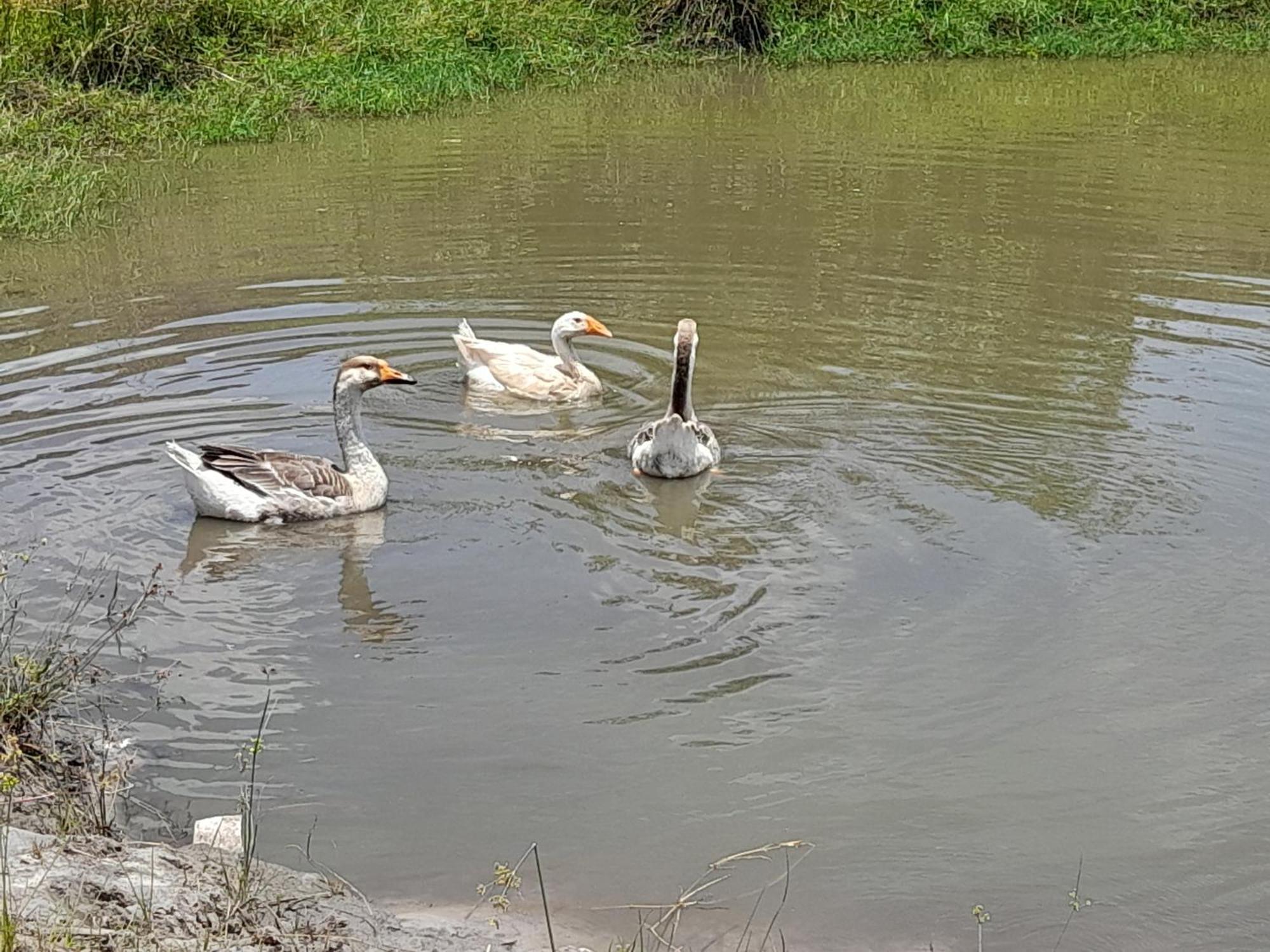 Hotel Fazenda Recanto Do Monte Alegre Piraju Zewnętrze zdjęcie
