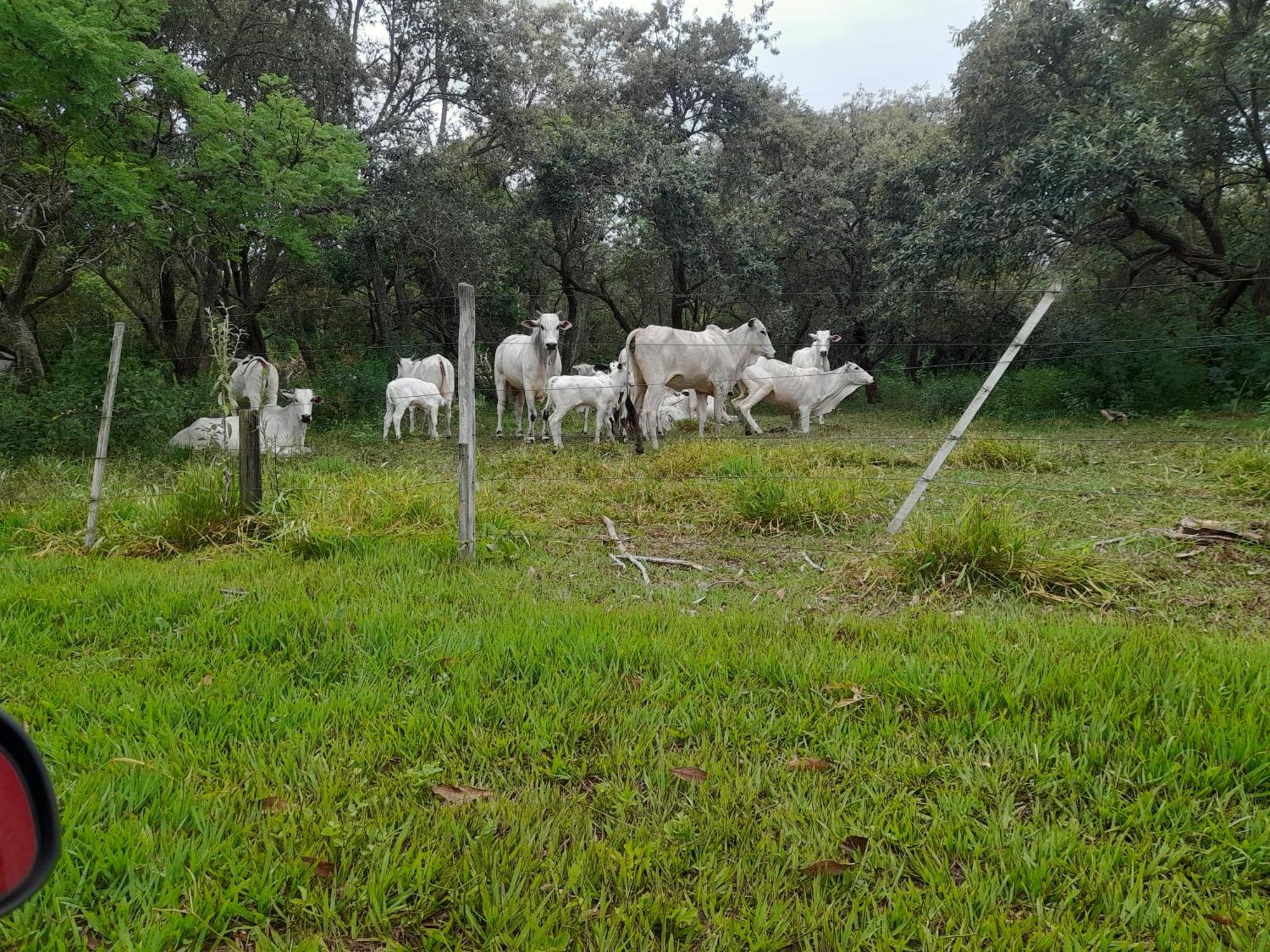 Hotel Fazenda Recanto Do Monte Alegre Piraju Zewnętrze zdjęcie