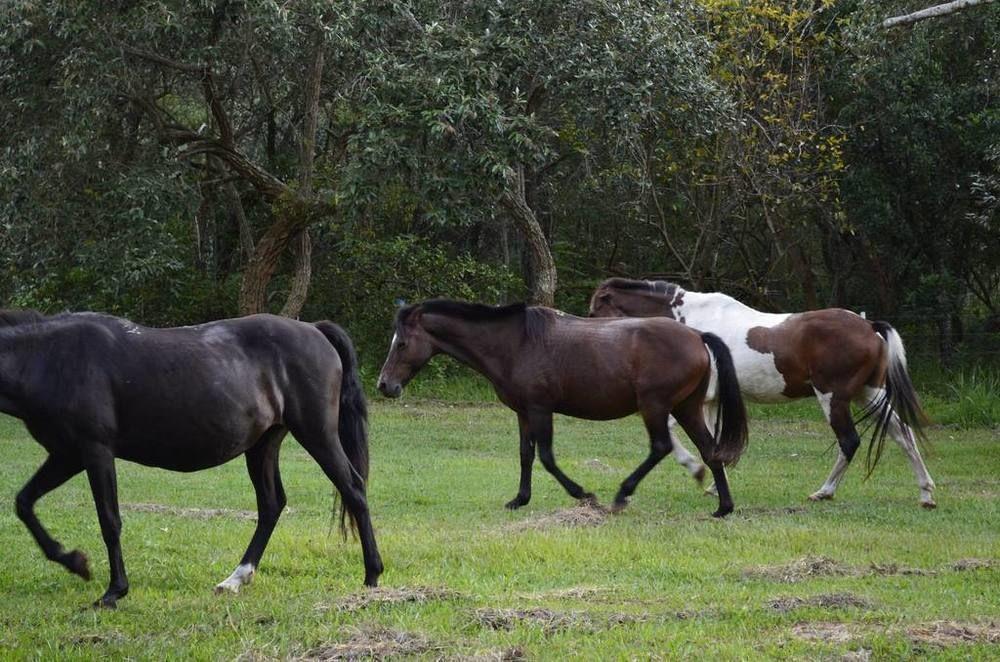Hotel Fazenda Recanto Do Monte Alegre Piraju Zewnętrze zdjęcie